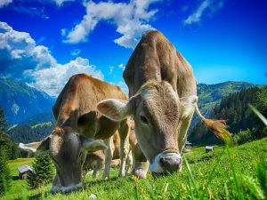 Για ποιο πράγμα λέει έκθεση του ΟΗΕ ότι φταίει η κτηνοτροφία – Τι αναφέρουν για την κατανάλωση κρέατος
