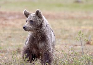Νεαρή αρκούδα διασώθηκε μετά από 2 χρόνια κολλημένη σε κλουβί – Κοιμήθηκε στο νέο της κρεβάτι για 7 συνεχόμενες ημέρες