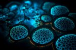 Cells in the dark Generative AI