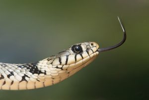 Έχετε ξαναδεί φίδι με “μαλλιά” στο κεφάλι; Βίντεο