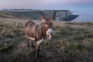 Αυτό το γαϊδουράκι δεν κάνει ότι κάνουν και όλα τα άλλα – Η κίνηση που θα σας αφήσει άφωνους (video)