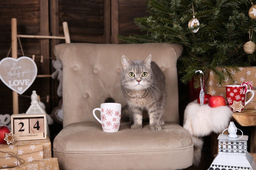 Τι μπορεί να συμβεί όταν μια γάτα κυκλοφορεί δίπλα σε Χριστουγεννιάτικο δέντρο… (video)
