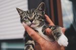 gata