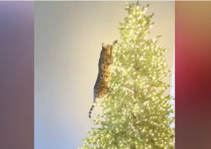 Γάτες εναντίον χριστουγεννιάτικων δέντρων: Η απόλυτη αναμέτρηση – ΒΙΝΤΕΟ