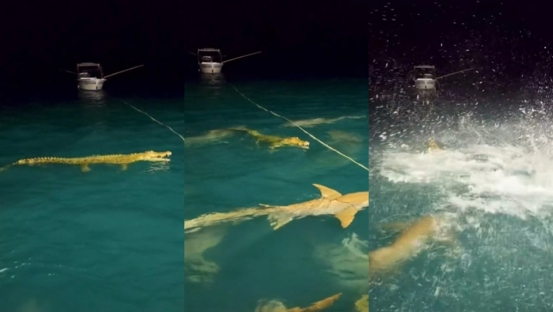 H μητέρα των μαχών: Δεκάδες καρχαρίες περικύκλωσαν κροκόδειλο – VIRAL το ΒΙΝΤΕΟ