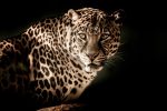 leopardali
