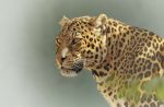 leopardali