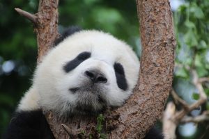 Σοκ σε ζωολογικό κήπο: Panda επιτίθεvται στην φύλακα και την τραυματίζουν(vid)
