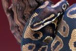 Free photo ball python snake closeup on wood