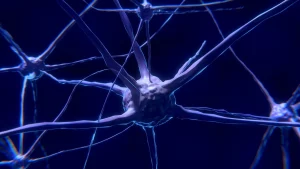 Οι νευρώνες στον εγκέφαλο φαίνεται να ακολουθούν ένα ξεχωριστό μαθηματικό μοτίβο