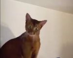 Γάτος με περίεργο βλέμμα