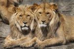 liontaria