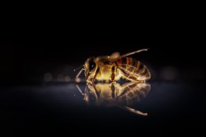 Εποπτεία με ψηφιακά μέσα και στο μέλι: Ηλεκτρονικό μητρώο μελιού και ψηφιακή μελισσοκομική ταυτότητα