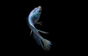 Άναυδοι οι επιστήμονες! Μικροσκοπικό ψάρι παράγει ήχο πιο δυνατό από κρότο πιστολιού