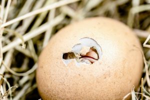 Ανακάλυψαν τυχαία άθικτο αυγό 1.700 ετών – Δεν πίστευαν στα μάτια τους όταν είδαν τι έκρυβε