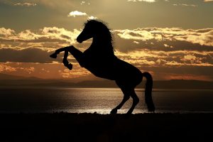 Ο χορός δίπλα στο άλογο…δεν πήγε όπως αναμενόταν! ΒΙΝΤΕΟ