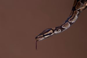 Τι άλλο θα δούμε! Έβγαλε βόα σφιγκτήρα ως «όπλο» σε ληστεία(vid)