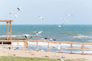 Απίστευτο ΒΙΝΤΕΟ: Δελφίνια και γλάροι παλεύουν για φαγητό στα ανοιχτά της ακτής του Μαλιμπού