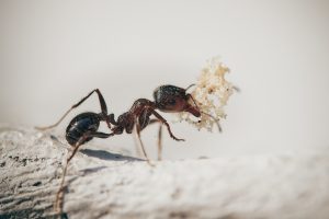 Μυρμήγκια: Πώς να απαλλαγείτε από τους ενοχλητικούς επισκέπτες με φυσικούς τρόπους