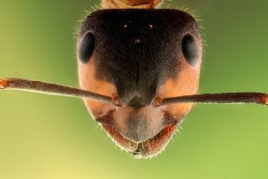 Έχετε φωλιές μυρμηγκιών στο σπίτι; Πώς να απαλλαγείτε από τους μικρούς “εισβολείς”