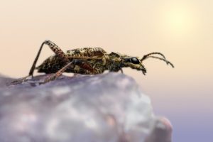 Έκπληκτοι οι Αυστραλοί ερευνητές: Ανακάλυψαν σκαθάρι με χτένισμα “μοϊκάνα”