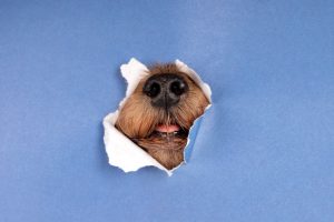 Σκυλιά παραλίγο να κατασπαράξουν παιδί! Κόβει την ανάσα το ΒΙΝΤΕΟ