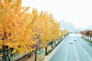 Το Majestic Ginkgo Tree της Νότιας Κορέας ηλικίας 860 ετών! (video)