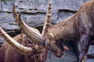 «Υιοθετήστε μια κατσίκα»: Ιταλικό νησί κατακλύζεται από αγριοκάτσικα και τα δωρίζει!