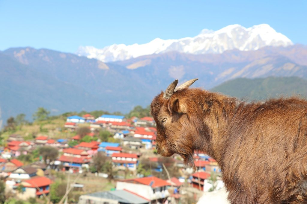 “Φουγάρο” κατσίκα στο Νεπάλ: Δείτε τί κάνει! (video)