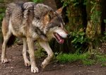 lykos