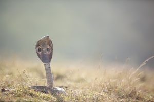 Φρίκη στη Νότια Αφρική: Αυτοκτόνησε βάζοντας το χέρι του σε κλουβί με δηλητηριώδη φίδια