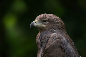 Πώς είναι να ταξιδεύεις πάνω στη ράχη ενός αετού; Δείτε στο βίντεο