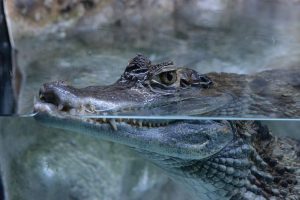 Ανοίγει ένα κουτί μπύρας με τα σαγόνια ενός… αλιγάτορα και κάνει το γύρο του διαδικτύου(vid)