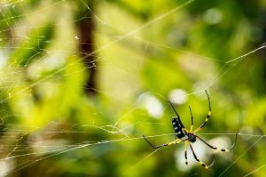 Ανακαλύφθηκε περίεργο πλάσμα ηλικίας 308 εκατομμυρίων ετών με αγκαθωτά πόδια