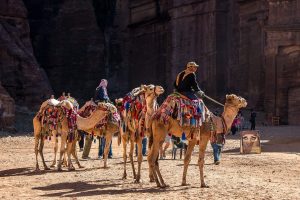 Κίνα: Η δημοφιλής ιππασία με καμήλες εμπνέει ειδικά φανάρια στη μέση της ερήμου!(vid)