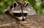 racoon pixabay