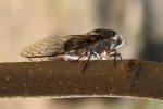 tzitziki