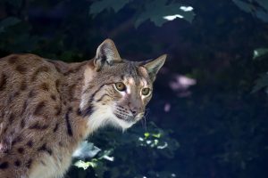 Jaguarundi: Η μικρή αγριόγατα που μοιάζει με βίδρα και έχει 13 τρόπους να «μιλάει»,vid