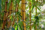 bamboo