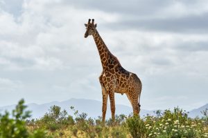Προϊστορικές βραχογραφίες: Οι μεγαλοπρεπείς καμηλοπαρδάλεις των σκαλισμάτων Dabous του Νίγηρα