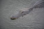 alligator-485189_960_720