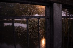 Η δηλητηριώδης γιγάντια αράχνη – κυνηγός είναι η μεγαλύτερη αράχνη στον κόσμο
