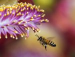 bee-1850116_960_720