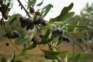 O απίστευτος λόγος για τον οποίο το τελευταίο γεύμα ενός θανατοποινίτη ήταν μόνο μια ελιά!