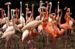 flamingo