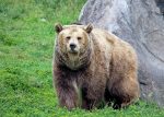 grizzly-bear-3483887_960_720