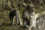 monkeys-7212290_1280