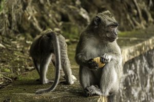 Viral οι πίθηκοι που μετέτρεψαν τις θερμές πηγές σε δικό τους…τζακούζι! Βίντεο