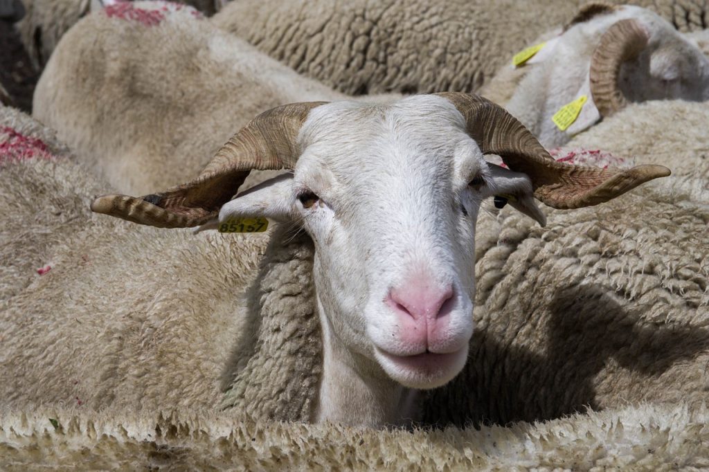 Έπος: Ντύθηκαν πρόβατα…για να εισέλθουν στην Ισπανία!