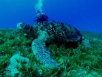sea-turtle-580780_1280
